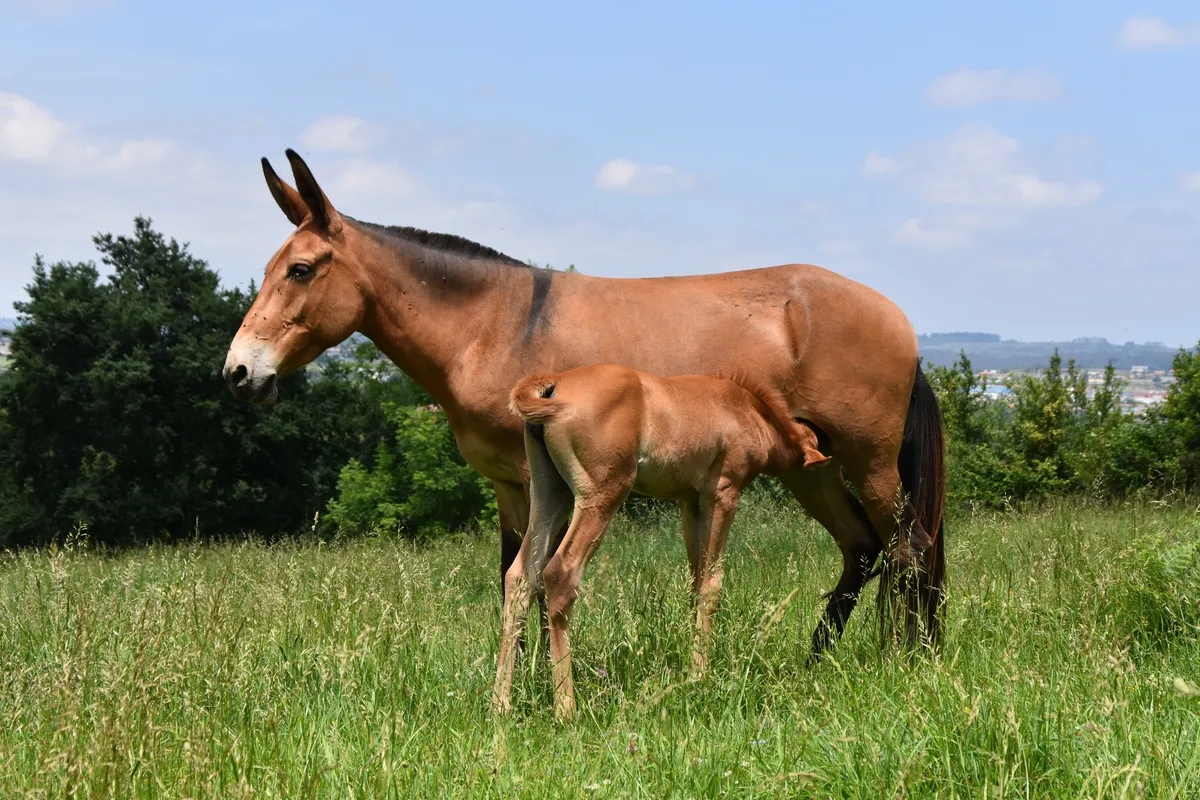 mule-with-foal-l-17737199462912026623387-1 Bí ẩn di truyền khiến loài la gần như vô sinh: Vì sao trong hơn 500 năm chỉ có dưới 100 con la sinh con? - Ảnh 2.