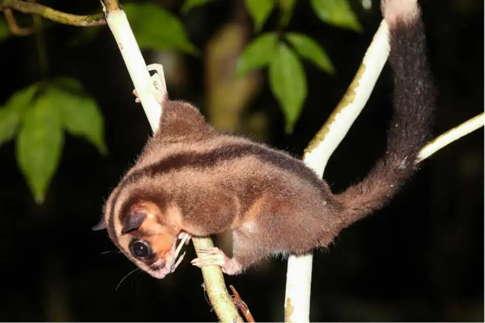 pygmy-long-fingered-possum-dacty-1773715401551455011726 Phát hiện chấn động về hai loài thú có túi tại New Guinea vốn được cho là đã tuyệt chủng 6000 năm - Ảnh 1.
