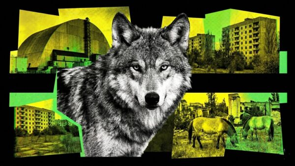 Sói đột biến gen, ngựa tuyệt chủng hồi sinh, loài chó trải qua 20 thế hệ vẫn sống: Chernobyl đang làm điều không ai dám nghĩ đến sau 40 năm