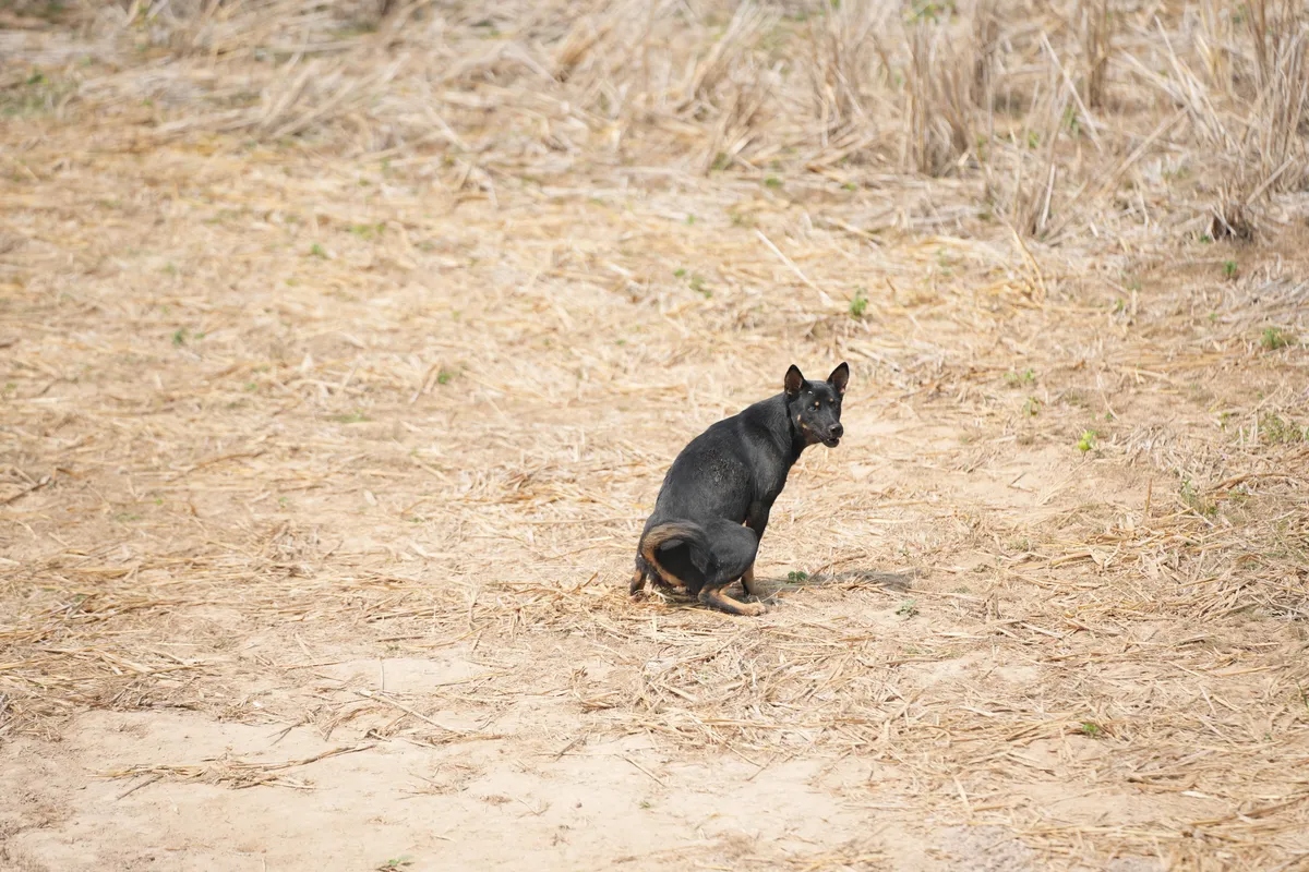 dog-squat-l-177985995015359164539-1779928330908-1779928331038490981880 Các nhà khoa học phát hiện điều kỳ lạ ở một thói quen của loài chó, nghi liên quan tới từ trường Trái Đất - Ảnh 1.