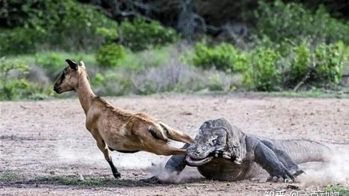 Nọc độc của rồng Komodo rốt cuộc đáng sợ đến mức nào?