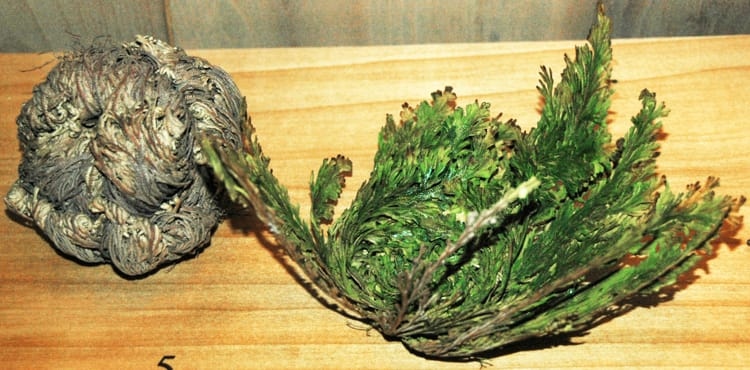 resurrection-plant-1781581782296-17815817826212017337420