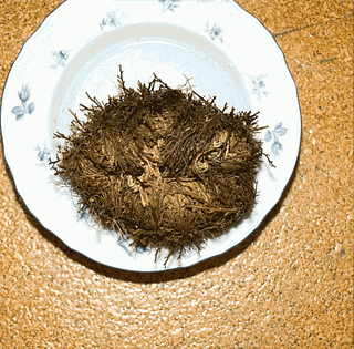 resurrection-plant2-1781581783472-1781581783651709517638