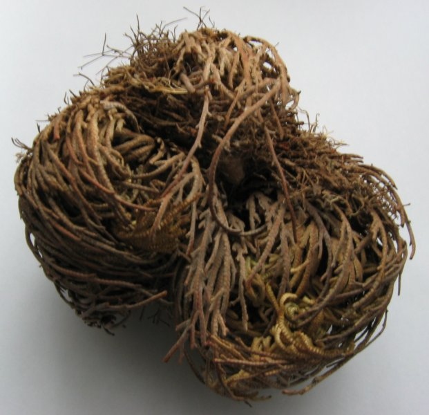 resurrection-plant3-1781581784491-17815817852862015654747