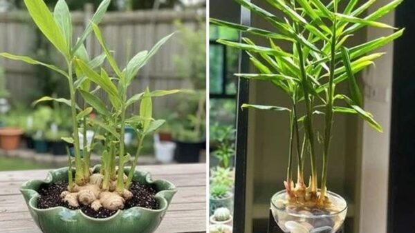 5 lý do vì sao gia đình nào cũng nên trồng một chậu gừng trong nhà