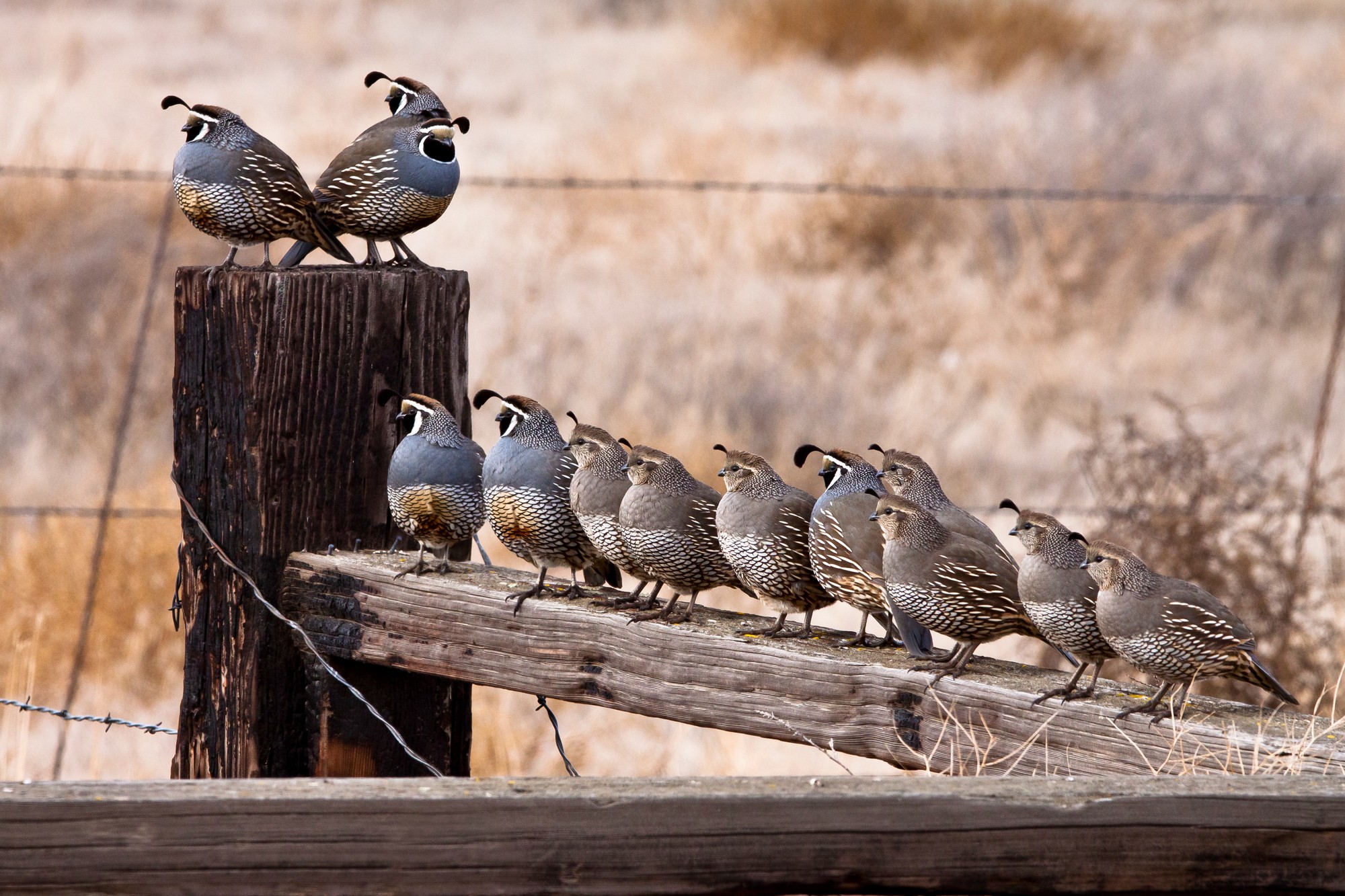 mckay-creek-quail-chuck-bartle-1787376984785-17873769849711332597485