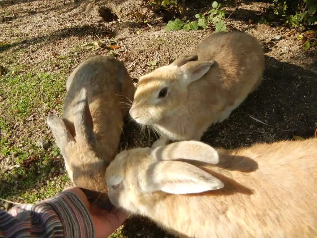 okunojima-rabbit-1786844270274-17868442704402048032890