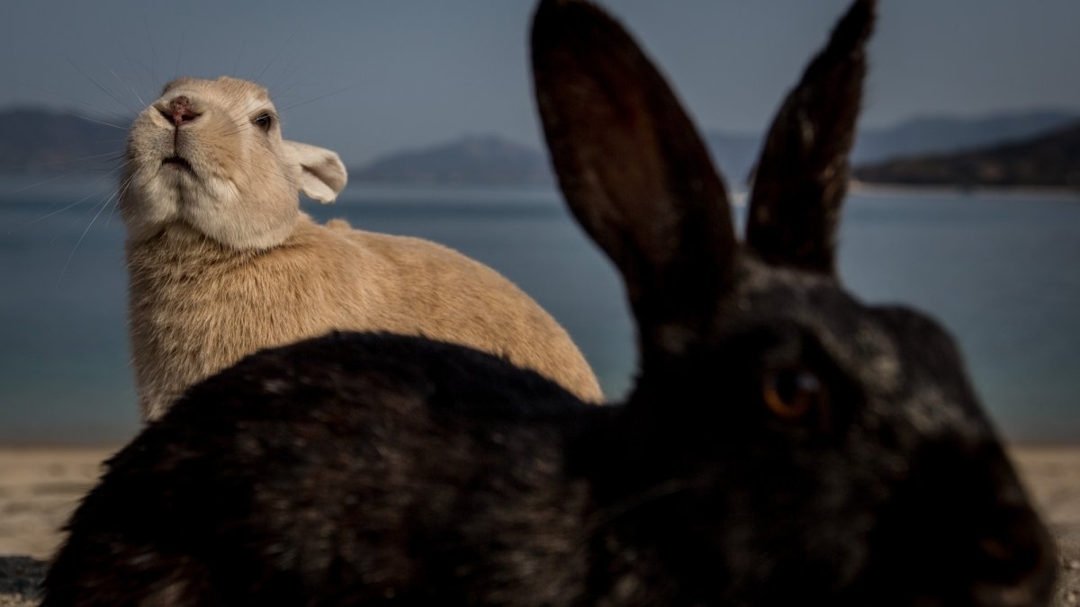 okunoshima-rabbit-1786844271834-17868442720311809027975