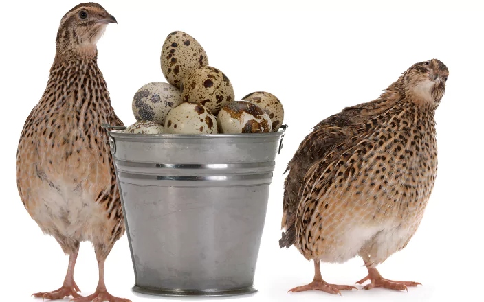 quail-eggs-1787376984191-1787376984331793932230