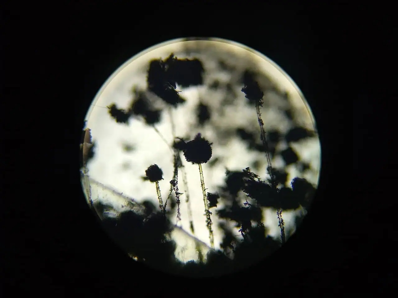 aspergillus34156175-1788233756006-1788233756163984376743