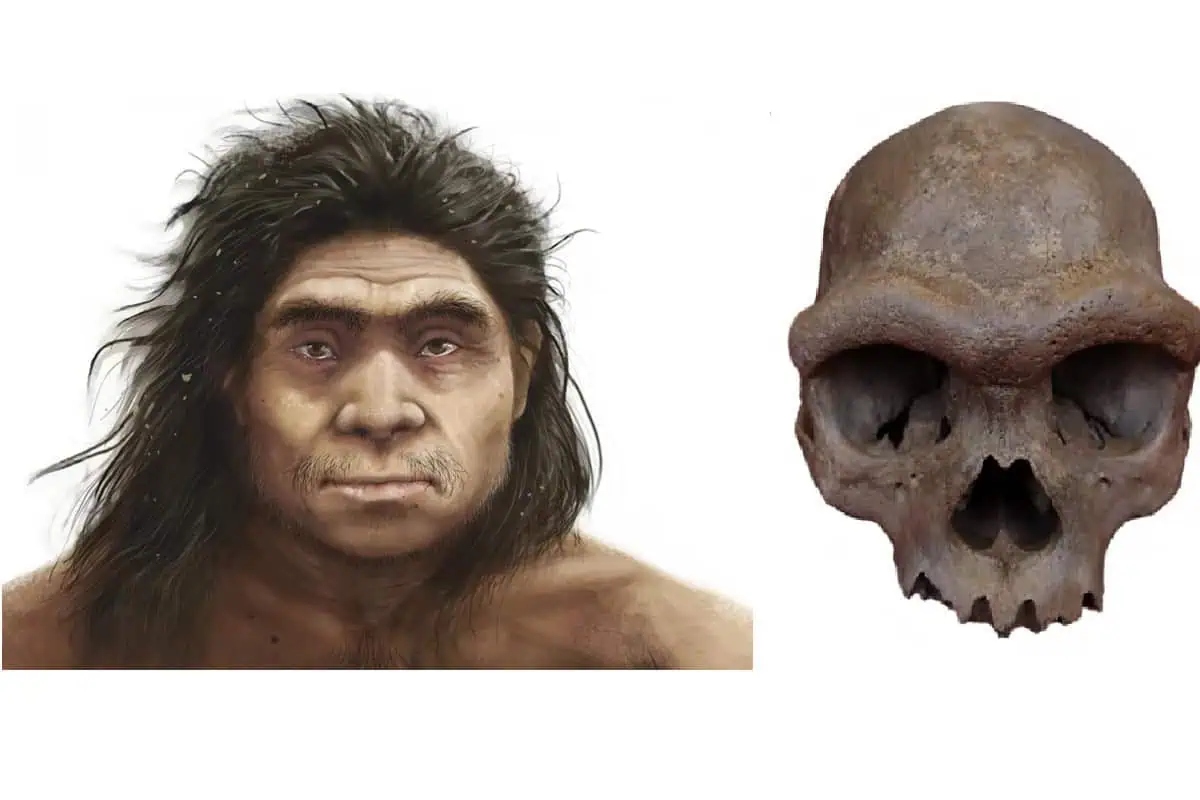 denisovan-skull-1792815197743-1792815198501585558287